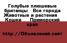 Голубые плюшевые британцы - Все города Животные и растения » Кошки   . Приморский край